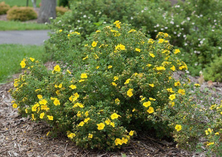 happy face yellow potentilla cinquefoil flowering shrub proven winners 13828
